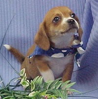 dog.9045