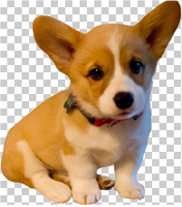 dog_thumb